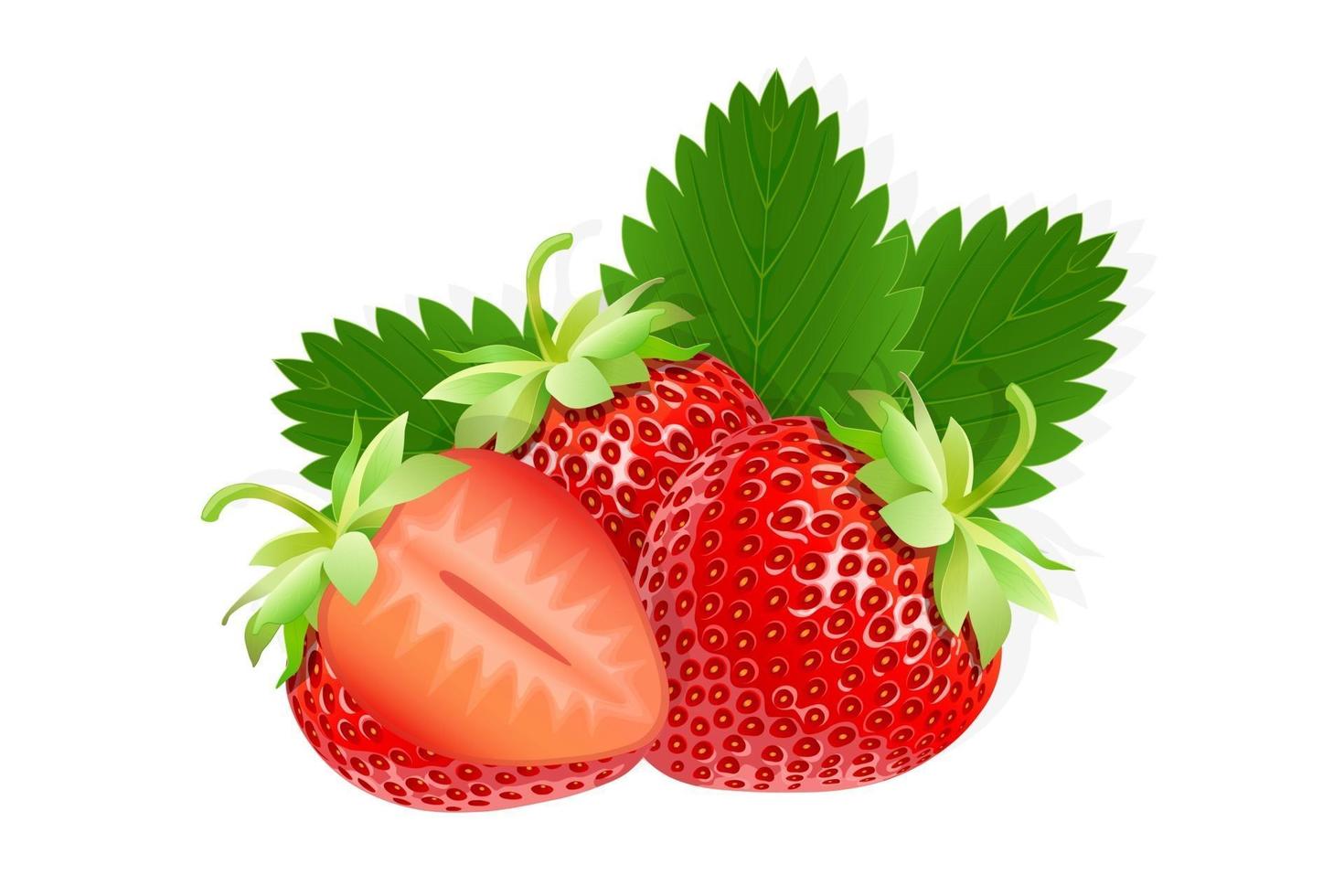 Strawberry sweet fruit illustration for web isolated on white background vector