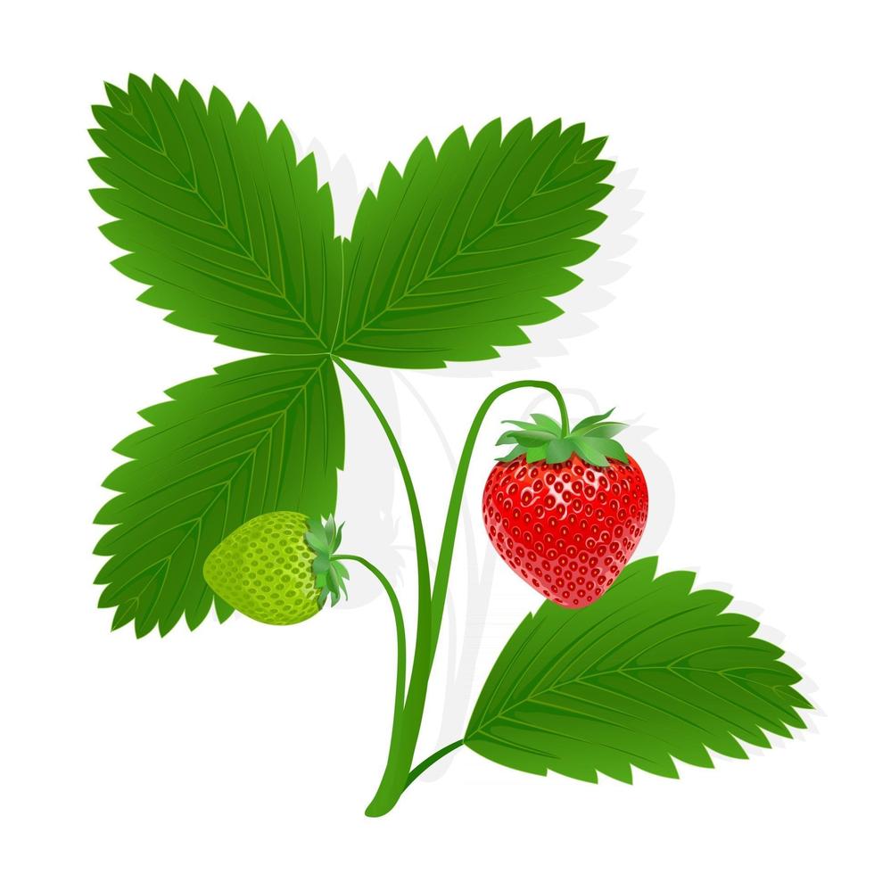 Ilustración de fruta dulce de fresa para web aislado sobre fondo blanco vector