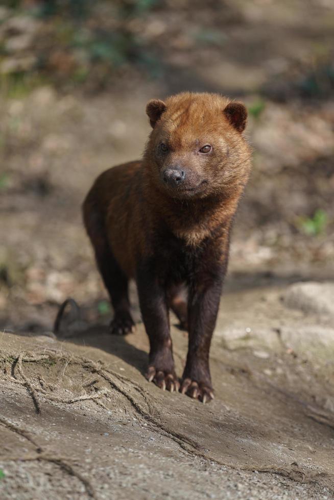 Portrait of Bush dog photo