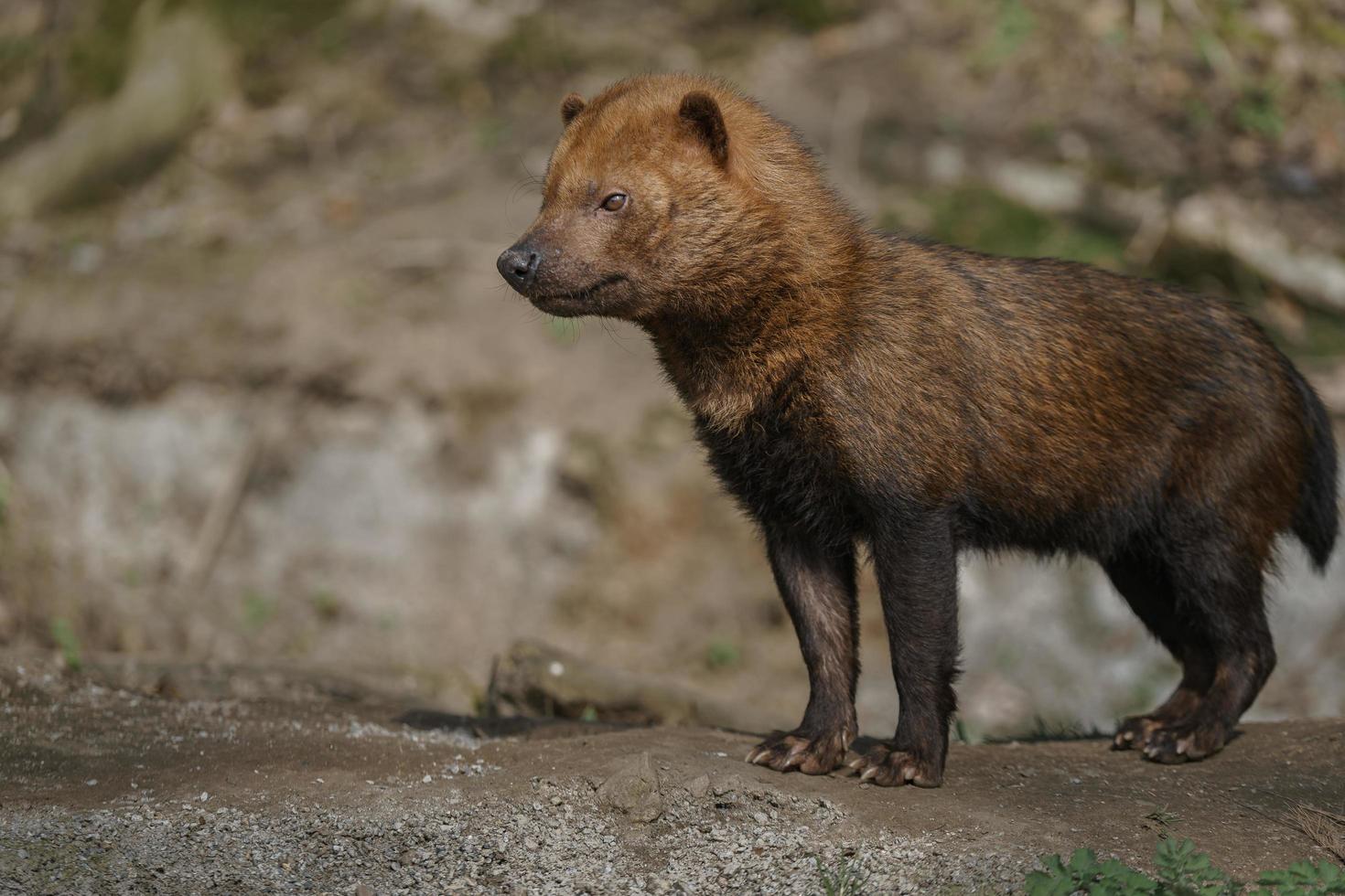 Portrait of Bush dog photo