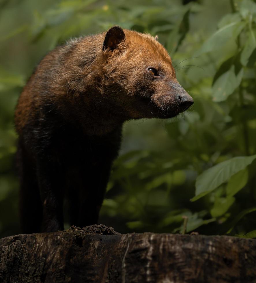 Portrait of Bush dog photo