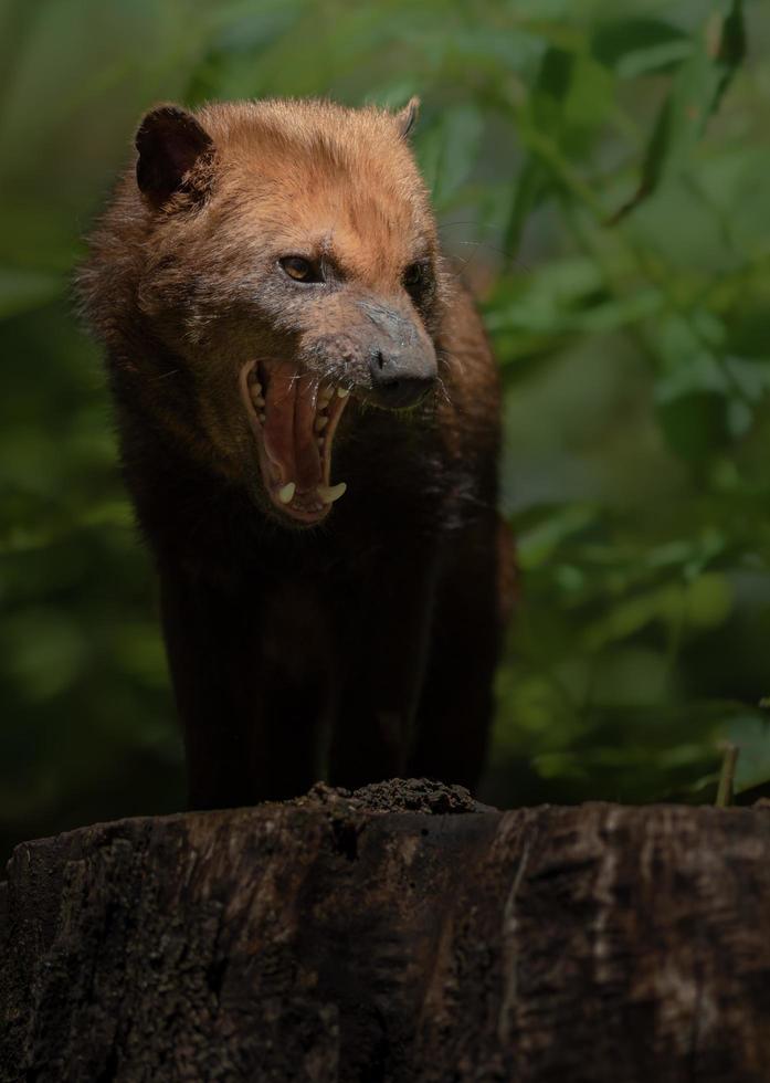 Portrait of Bush dog photo