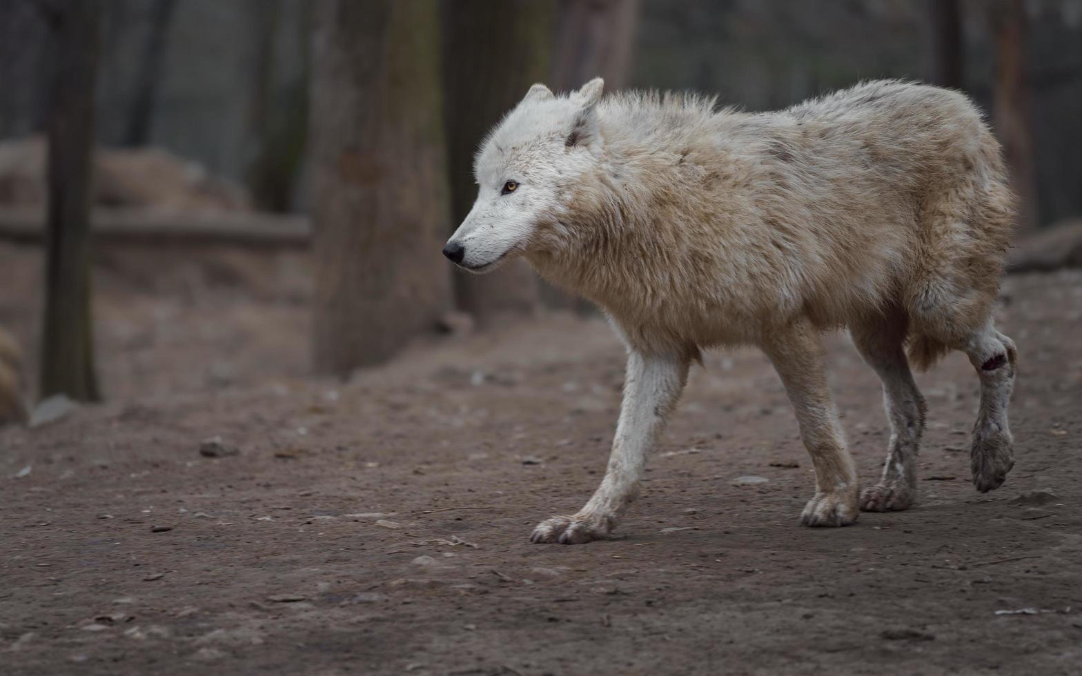 retrato de lobo ártico foto