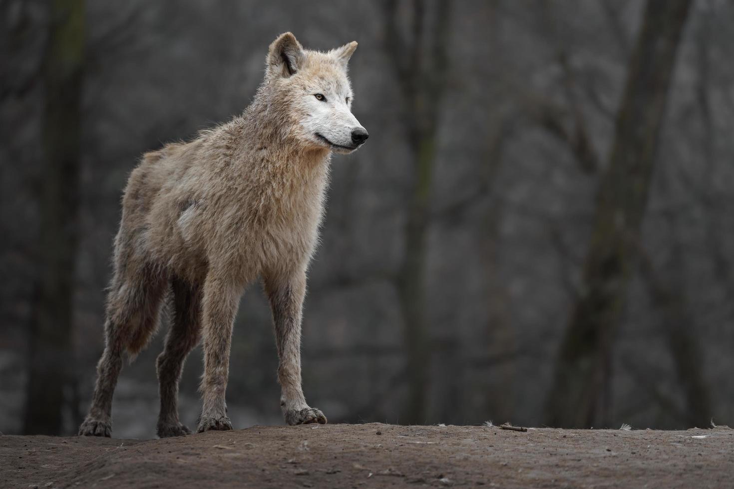 Portrait of Arctic wolf photo