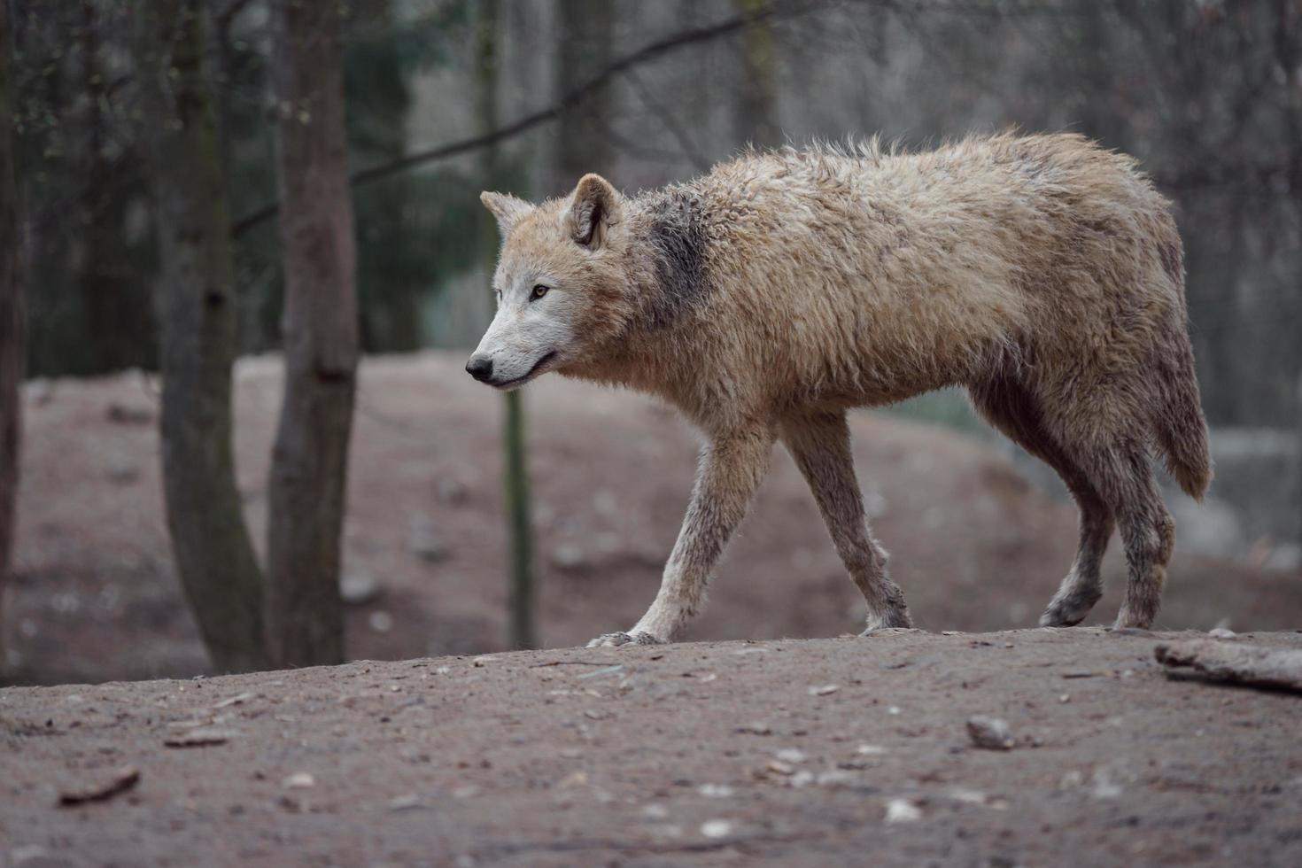 Portrait of Arctic wolf photo