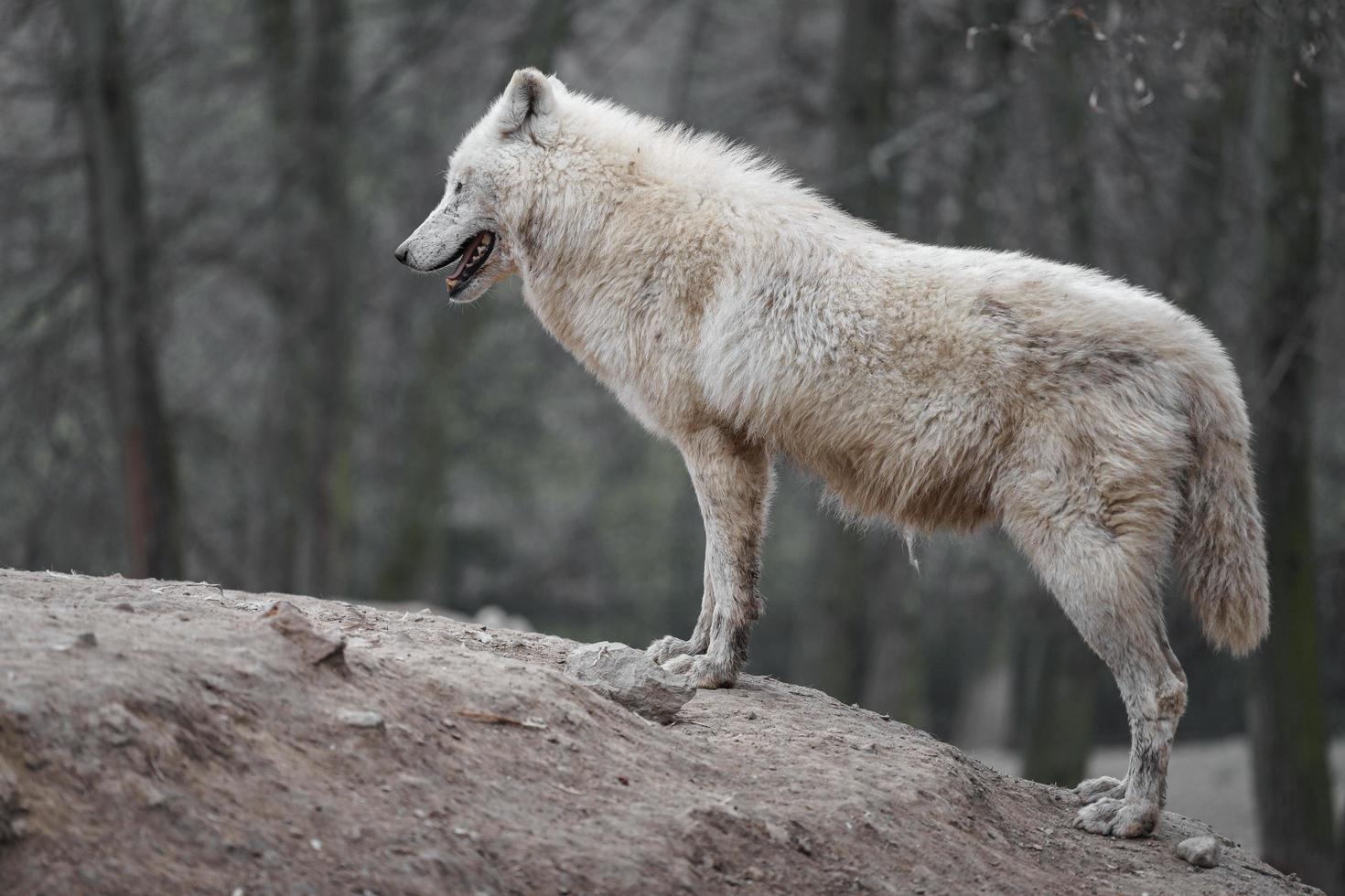 Portrait of Arctic wolf photo