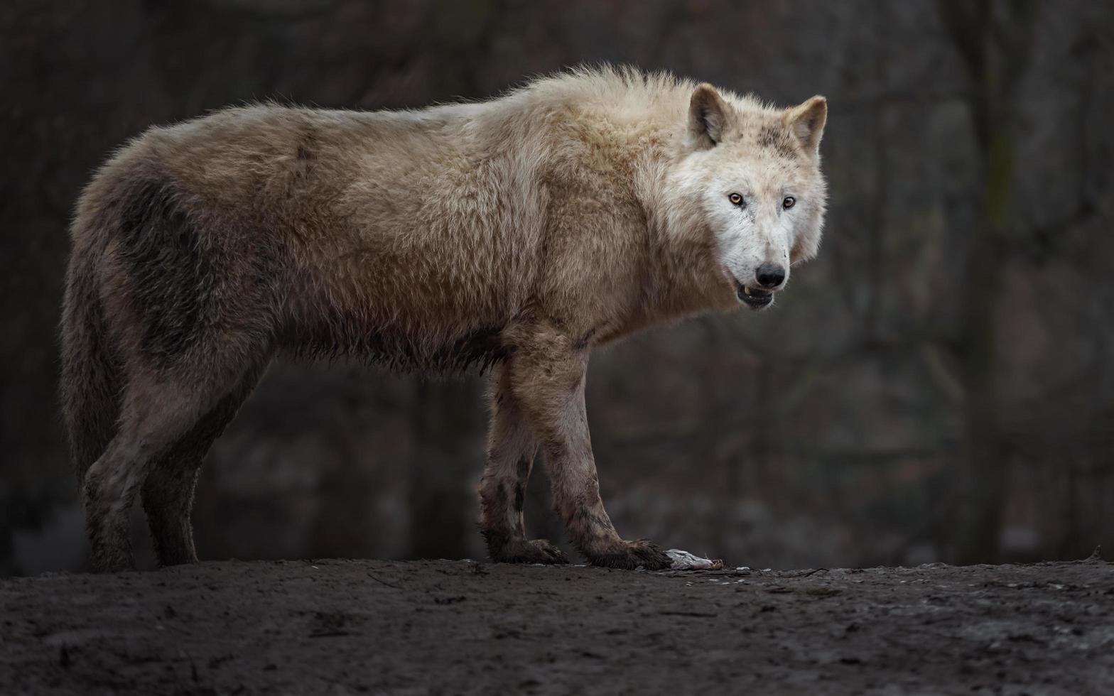 retrato de lobo ártico foto