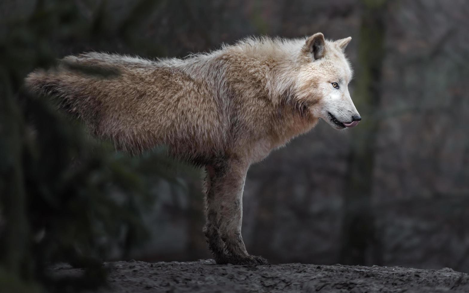 Portrait of Arctic wolf photo