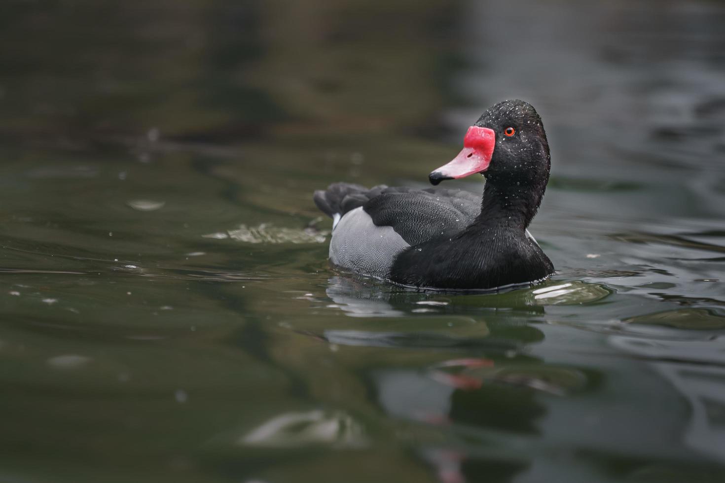 Rosy billed pochard photo