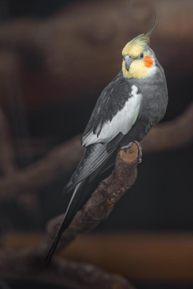 Cockatiel on branch photo