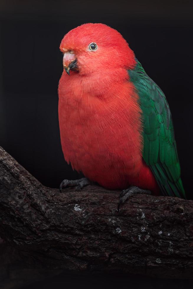 Australian king parrot photo