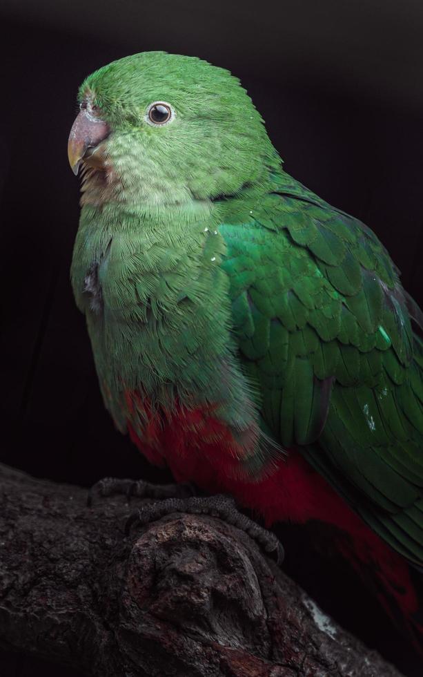 Australian king parrot photo