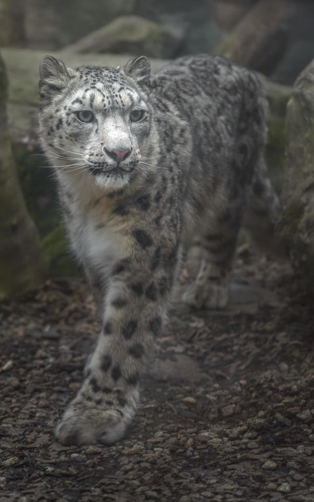 Snow leopard Irbis photo