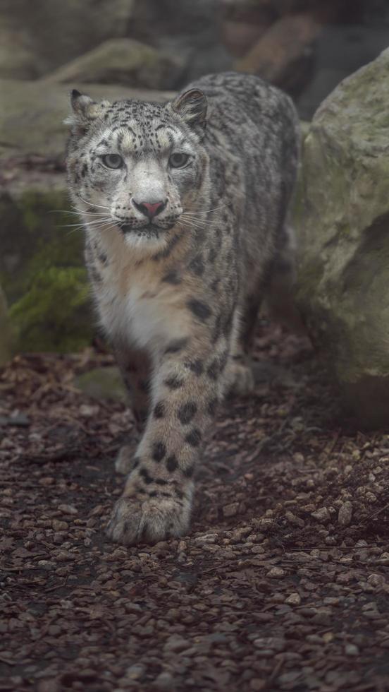 Snow leopard Irbis photo