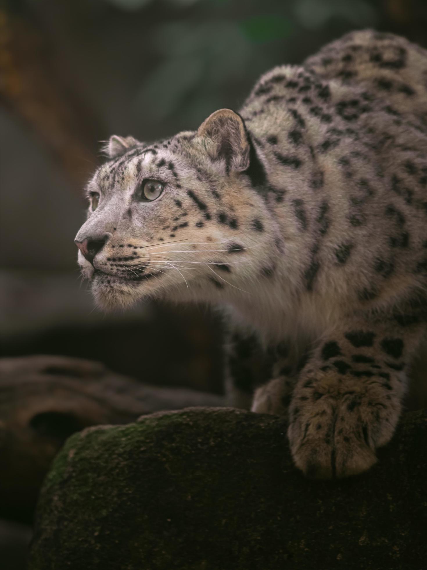 Snow Leopard Irbis 2407654 Stock Photo At Vecteezy [ 1960 x 1470 Pixel ]