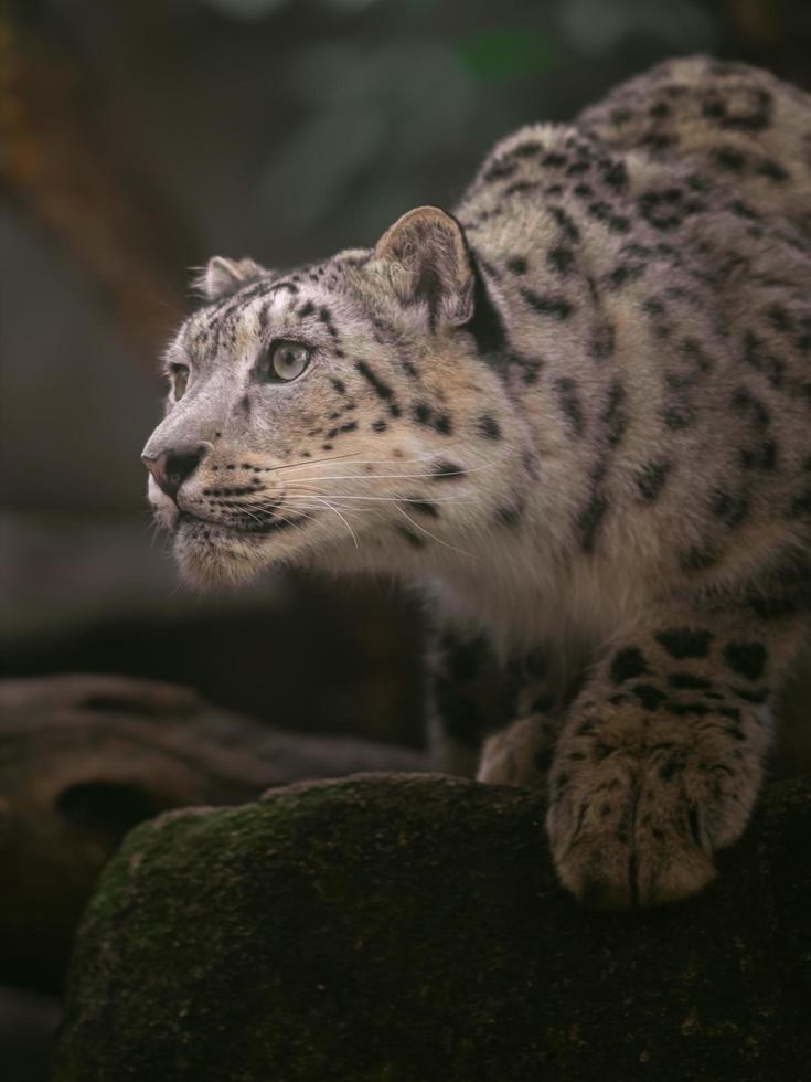 Snow leopard Irbis photo