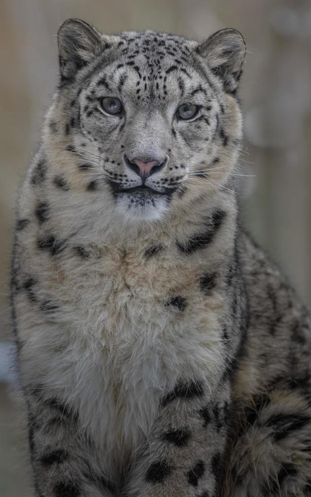irbis leopardo de las nieves foto