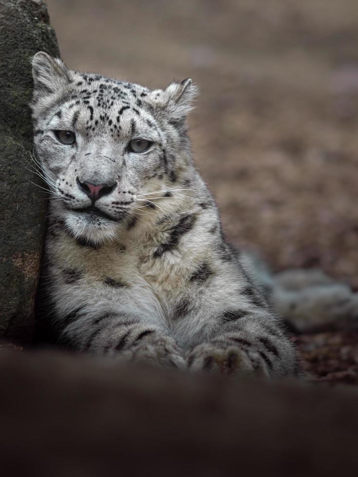 Snow leopard Irbis photo