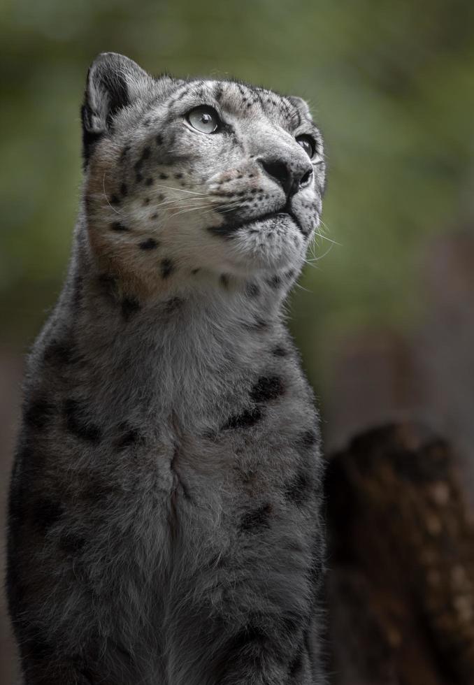 Snow leopard Irbis photo