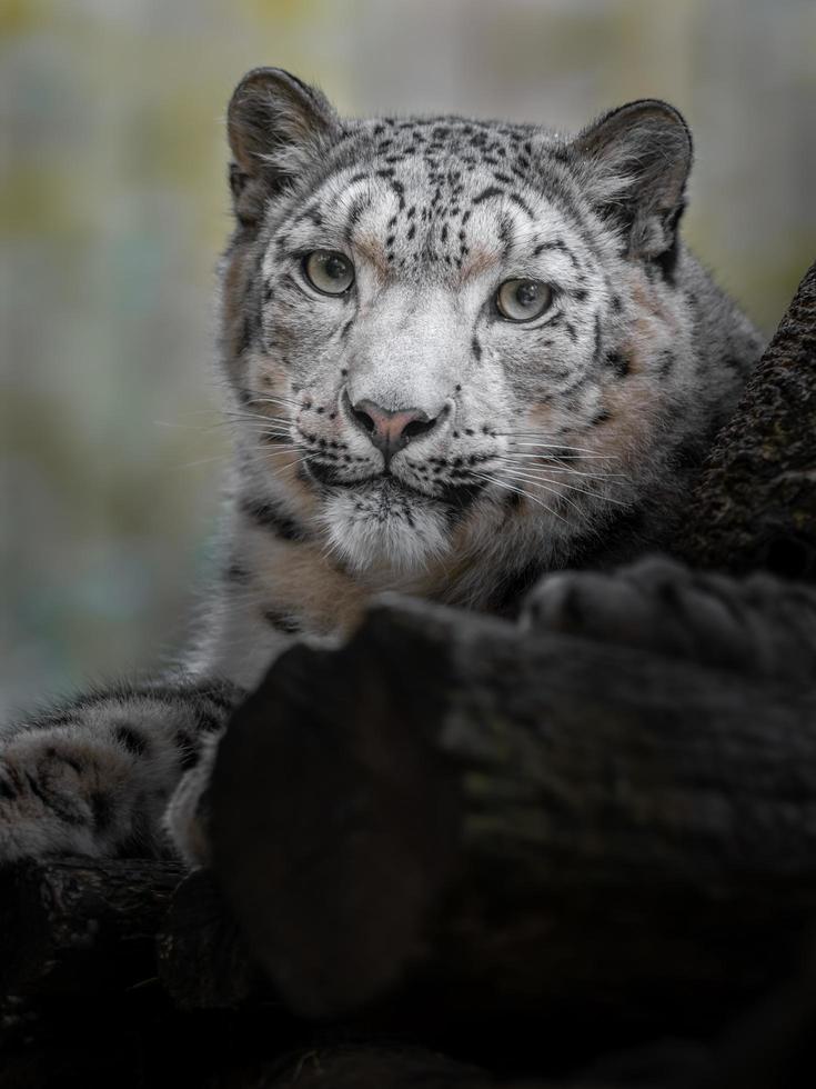 Snow leopard Irbis photo