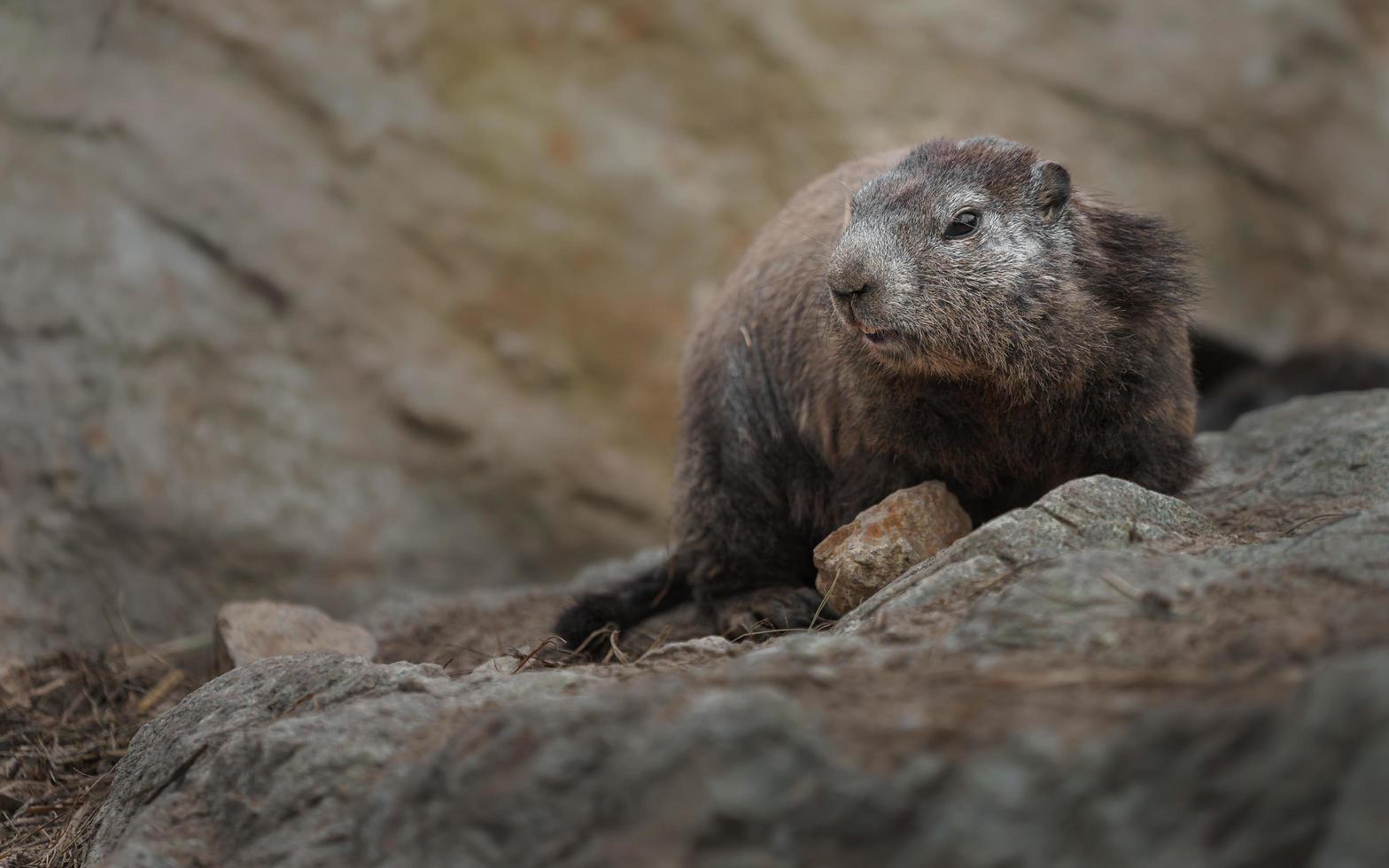 marmota alpina en rocas foto