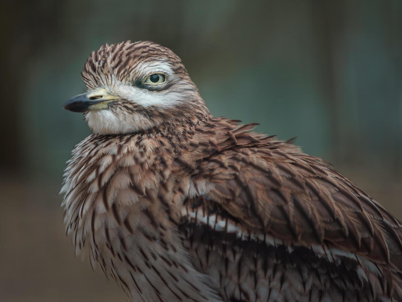 Eurasian Stone curlew photo