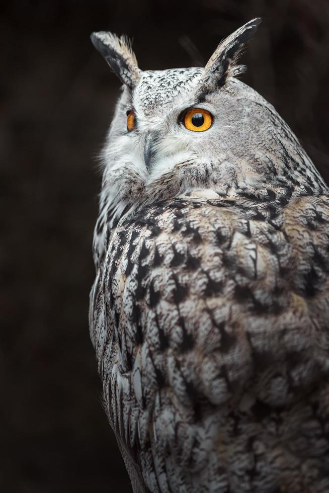 Eurasian eagle owl photo