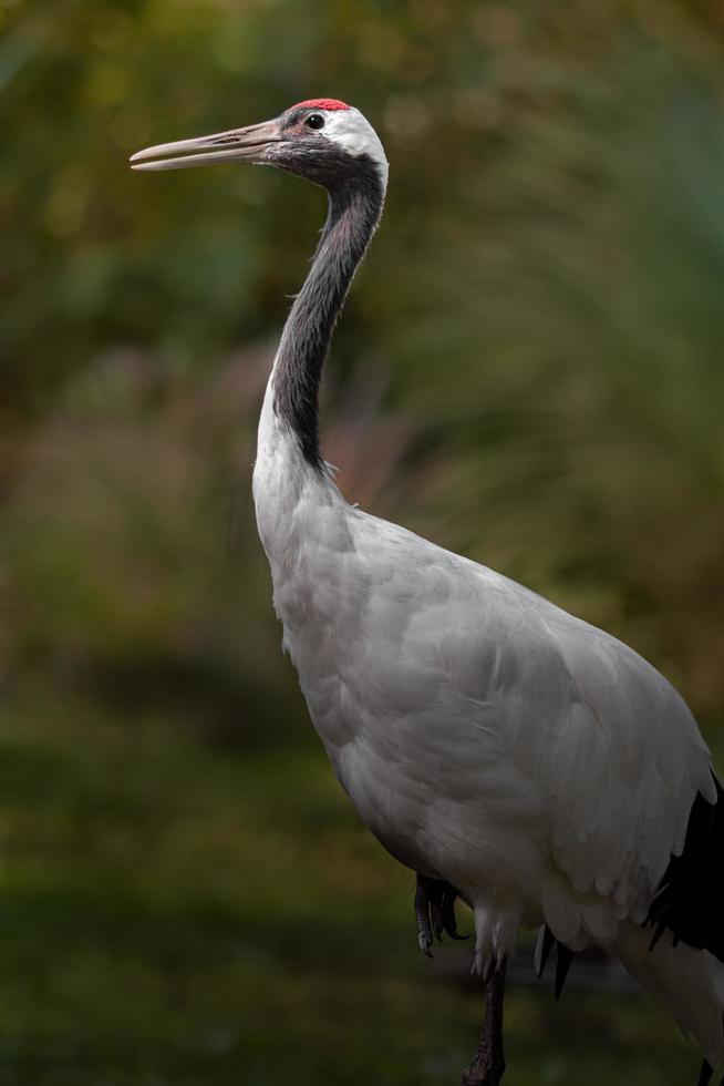 Red crowned crane photo