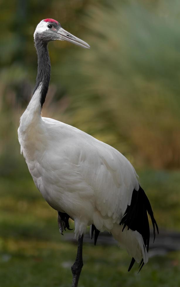 Red crowned crane photo