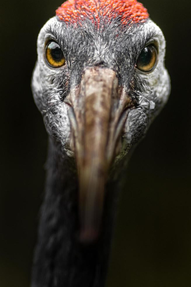 Red crowned crane photo