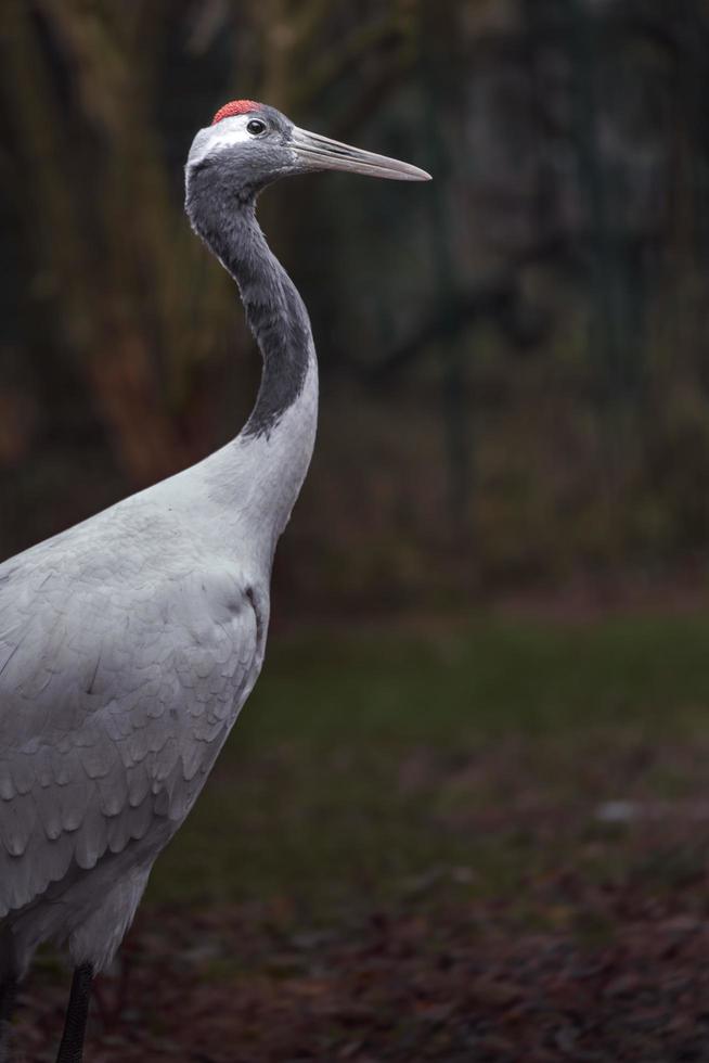 Red crowned crane photo