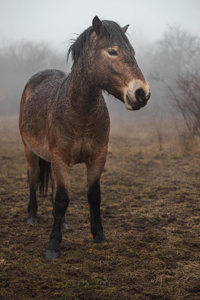 Exmoor pony in fog photo