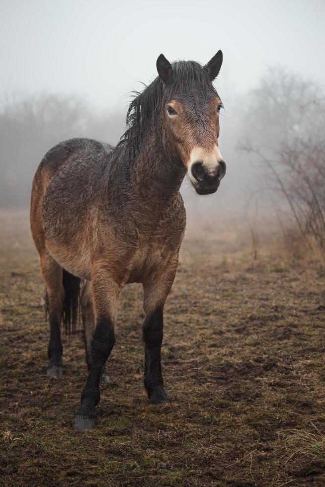 Exmoor pony in fog photo