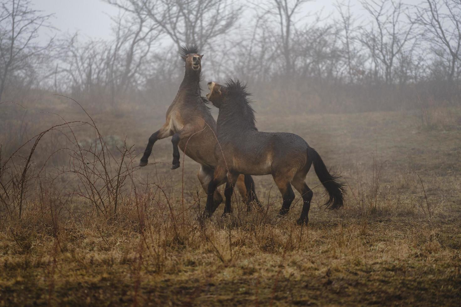 Exmoor ponies in fog photo