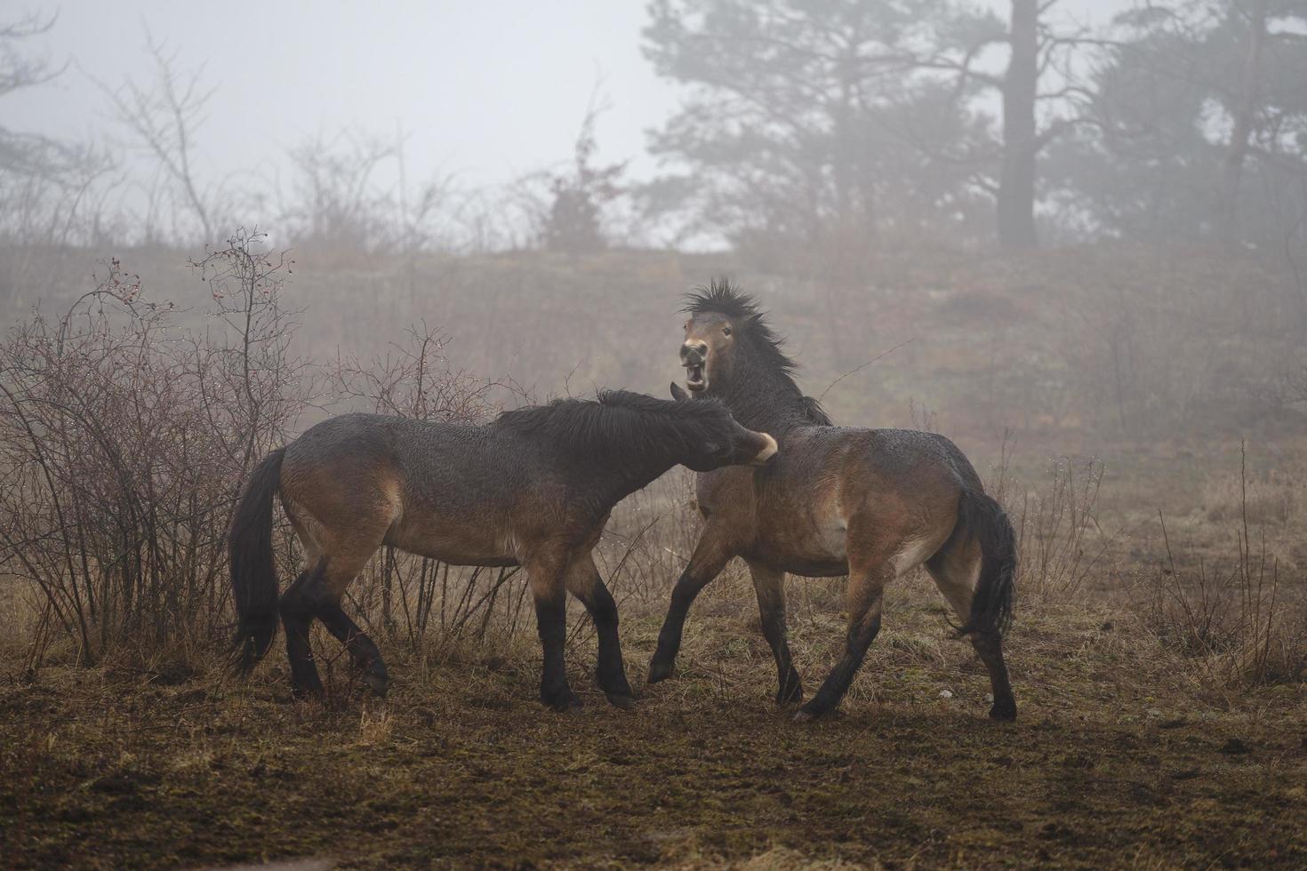 Exmoor ponies in fog photo