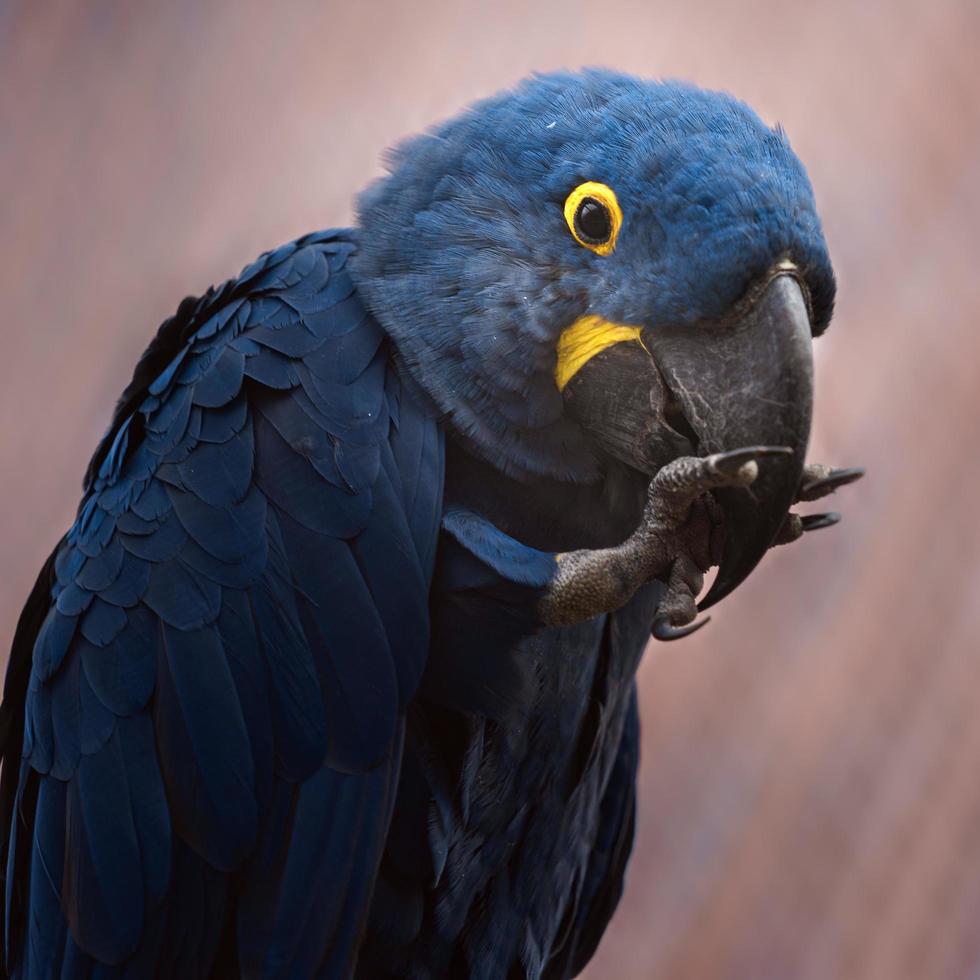 Hyacinth macaw in zoo photo