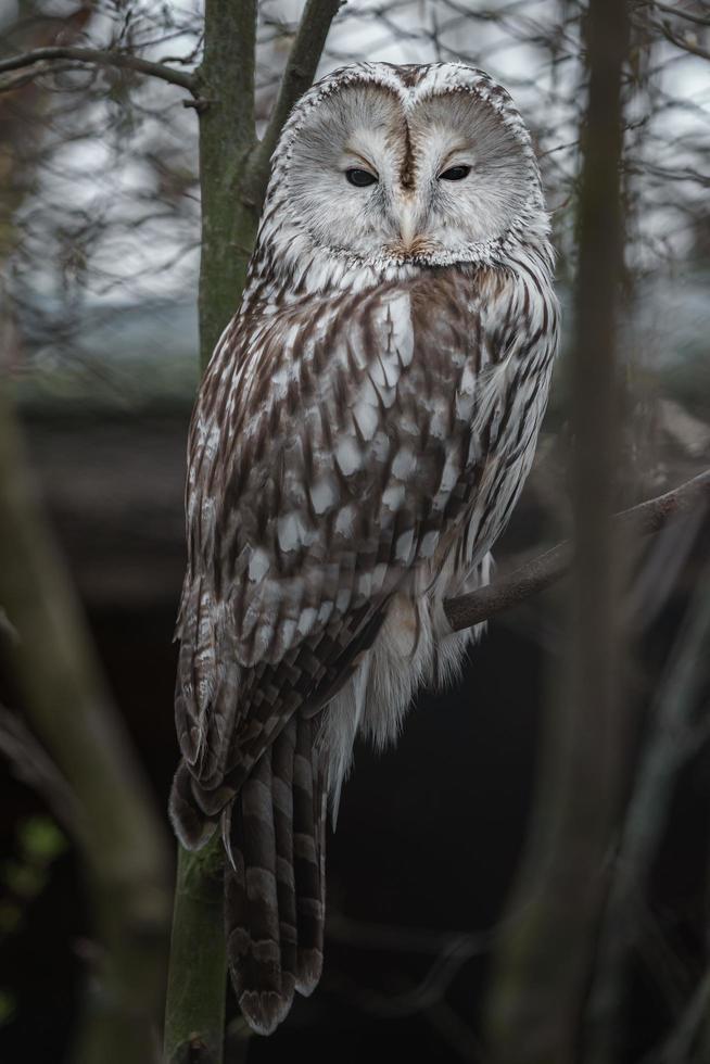 búho ural en zoológico foto