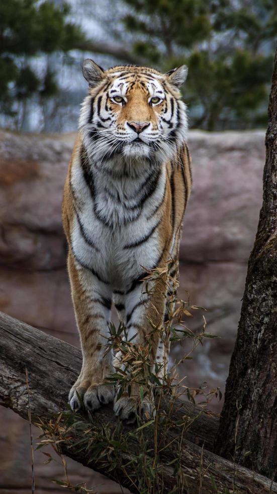 Siberian tiger on log photo