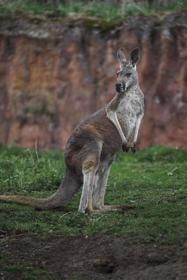 Portrait of Red kangaroo photo