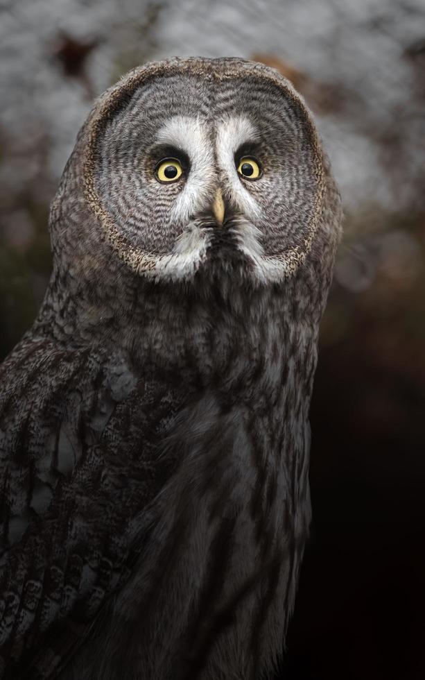 Great grey owl photo