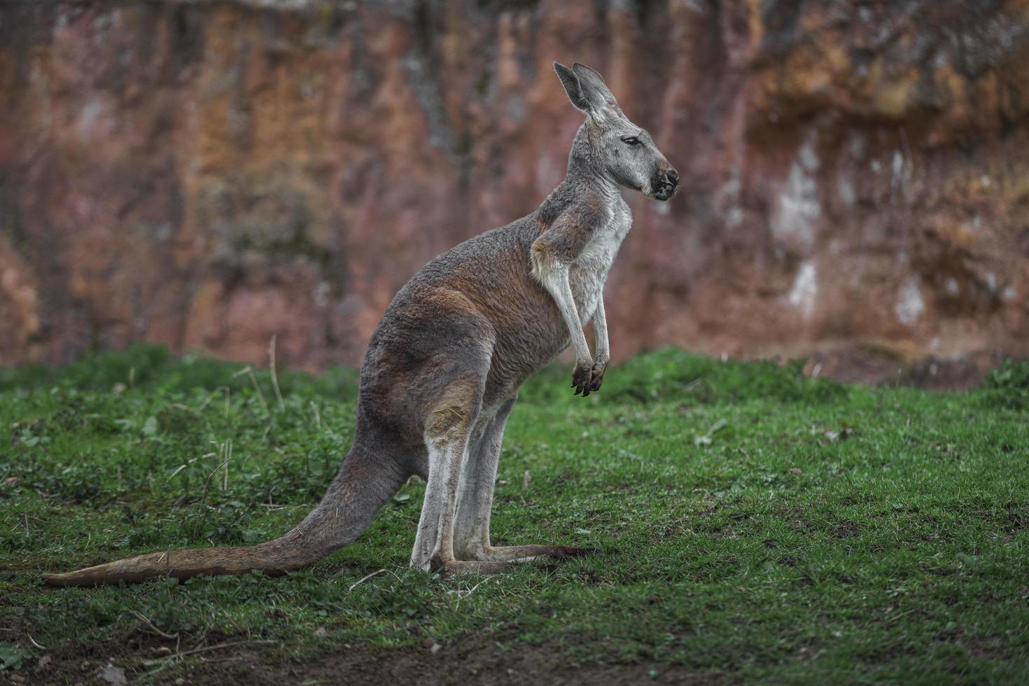 Red kangaroo on grass photo