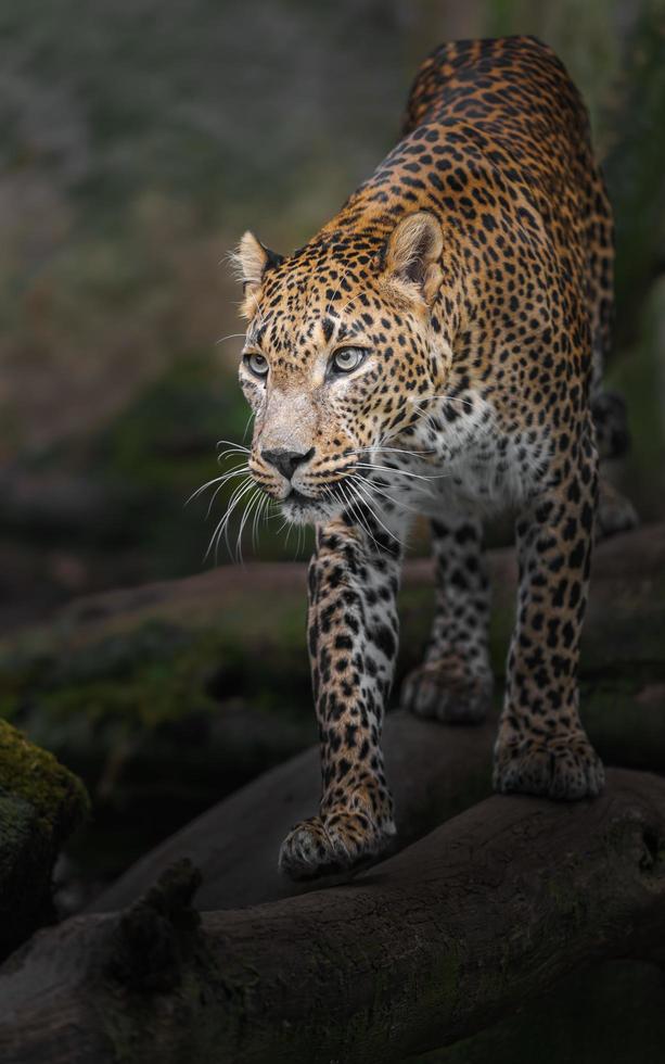 leopardo de Sri Lanka foto