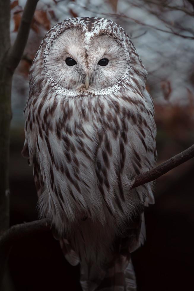 Ural owl on branch photo