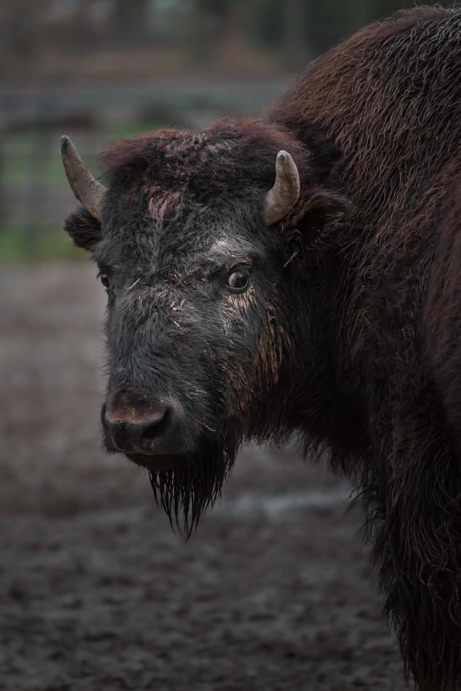 retrato de bisonte americano foto