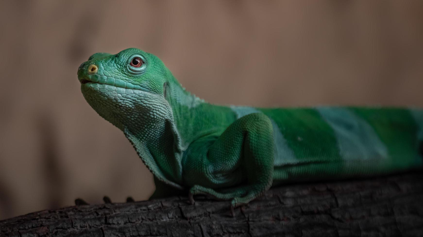 iguana con bandas de fiji foto