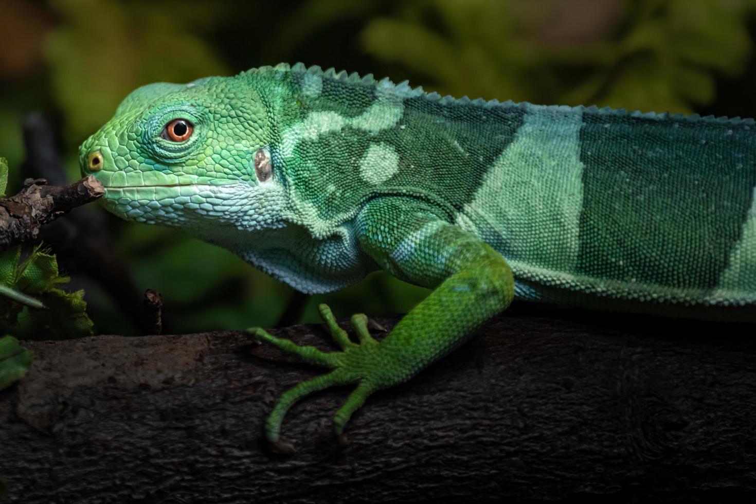 Fiji banded iguana photo