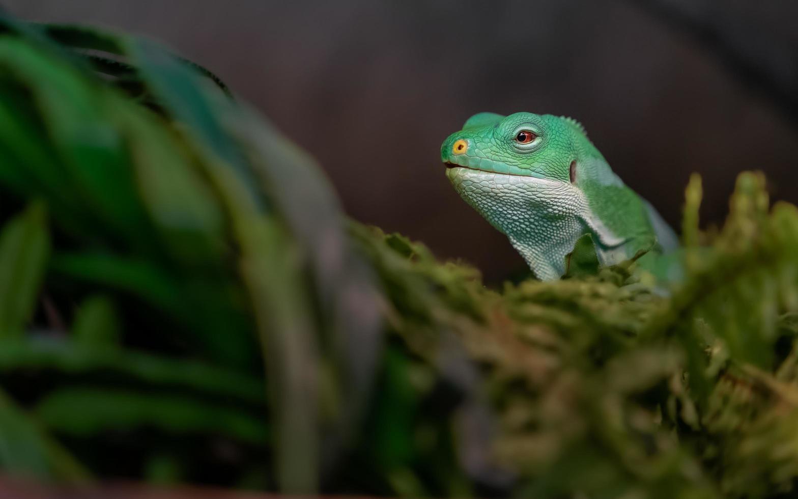 Fiji banded iguana photo