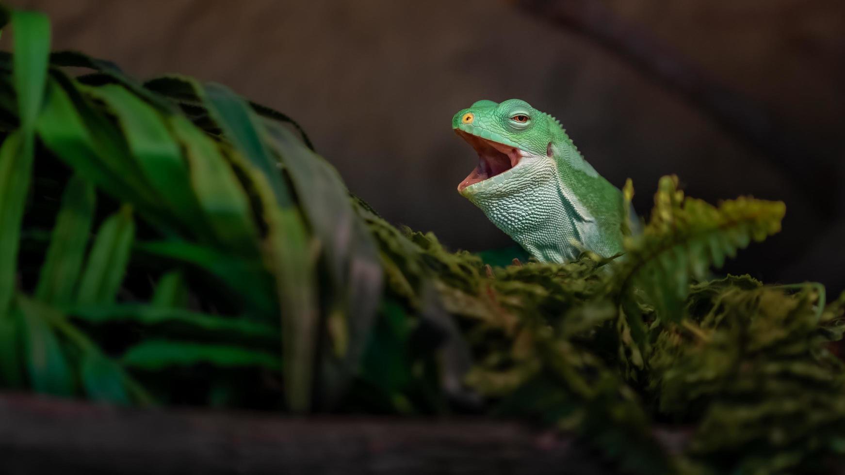 iguana con bandas de fiji foto