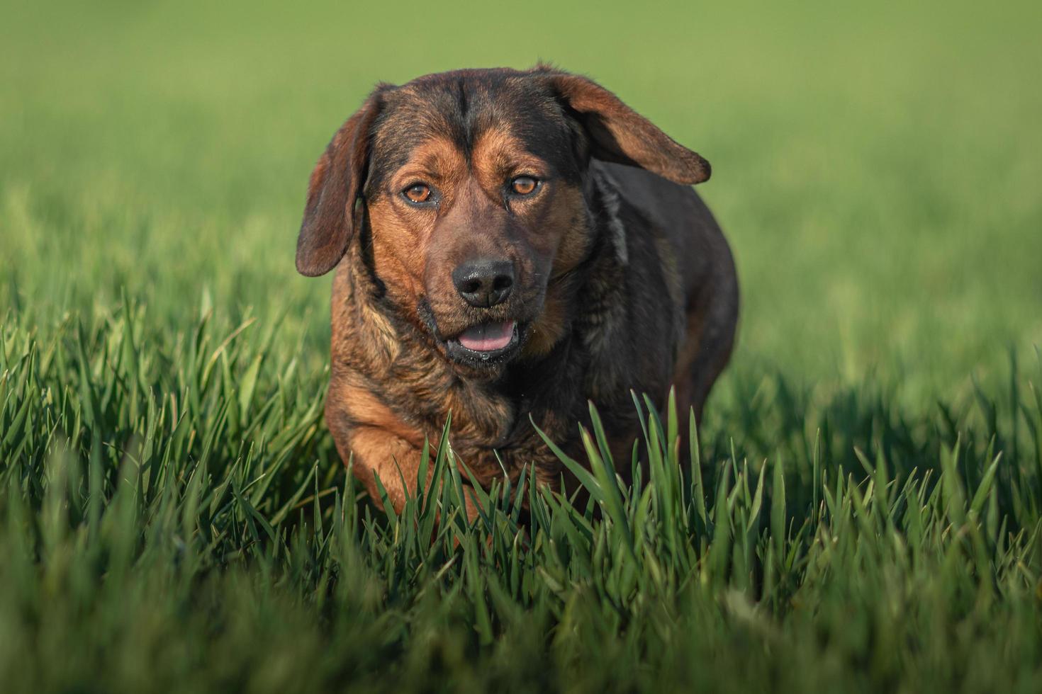 Portrait of Alpine Dachsbracke photo