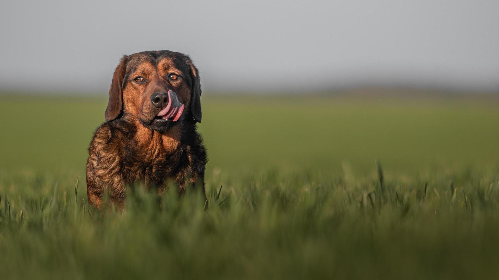 Portrait of Alpine Dachsbracke photo